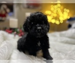 Small Photo #2 Cavapoo Puppy For Sale in CONVERSE, IN, USA