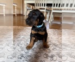 Puppy Blue Girl Doberman Pinscher