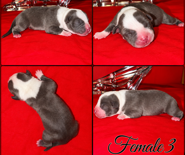 Medium Photo #1 American Bully Puppy For Sale in TRENTON, NJ, USA