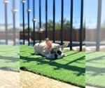 Small #4 French Bulldog
