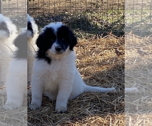 Medium Photo #2 Great Pyrenees Puppy For Sale in CLEVELND, TN, USA