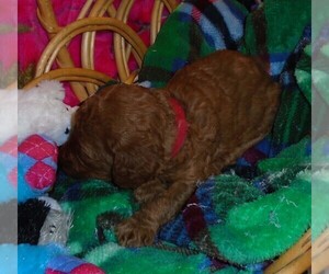 Poodle (Standard) Puppy for sale in CLATSKANIE, OR, USA
