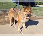 Small #3 German Shepherd Dog Mix
