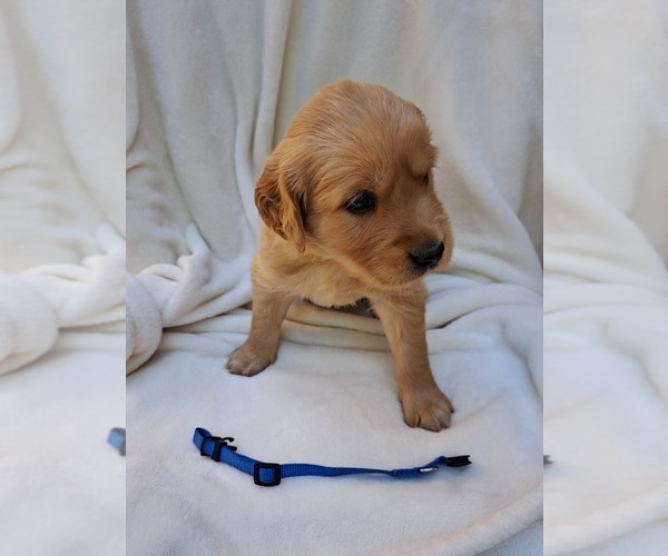 Medium Photo #5 Golden Retriever Puppy For Sale in SAN DIEGO, CA, USA