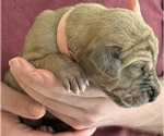 Small Photo #15 Great Dane Puppy For Sale in GALLOWAY, OH, USA