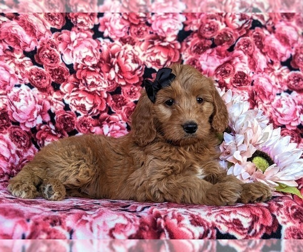 Medium Photo #5 Goldendoodle (Miniature) Puppy For Sale in QUARRYVILLE, PA, USA