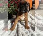 Creed - Male Boxer Puppy for Sale - Photo #4