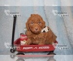 Small Photo #8 Aussiedoodle-Poodle (Toy) Mix Puppy For Sale in SANGER, TX, USA