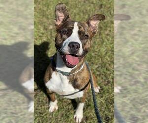 American Staffordshire Terrier Dogs for adoption in Fort Lauderdale, FL, USA