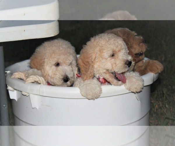 Medium Photo #52 Goldendoodle Puppy For Sale in TIMBERLAKE, NC, USA