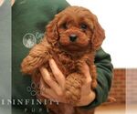 Small #3 Cavapoo