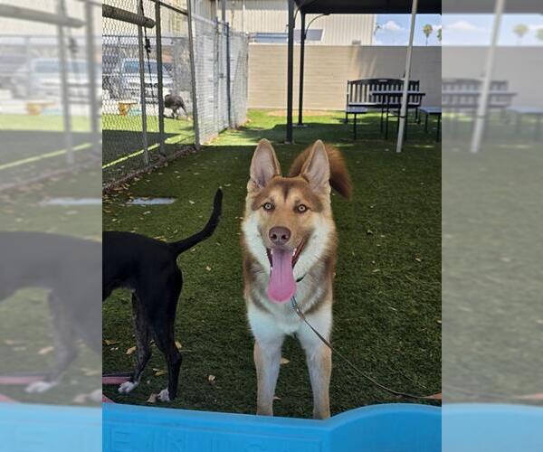 Medium Photo #1 Gerberian Shepsky Puppy For Sale in Downey, CA, USA