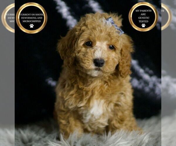 Medium Photo #9 Goldendoodle (Miniature) Puppy For Sale in WARSAW, IN, USA