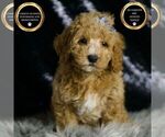 Puppy Huey F1BB Goldendoodle (Miniature)
