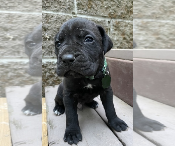 Medium Photo #1 Cane Corso Puppy For Sale in PINE GROVE, CA, USA