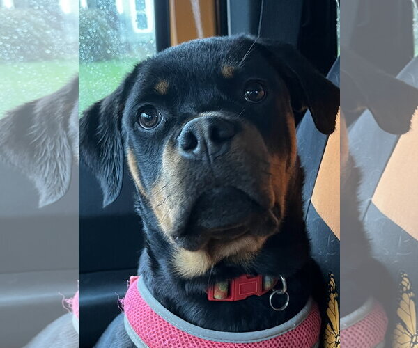 Medium Photo #1 Rottweiler Puppy For Sale in Mooresville, NC, USA