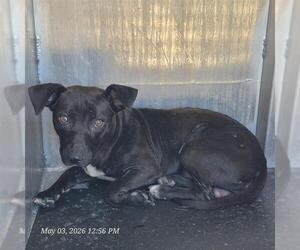 Dachshund-Unknown Mix Dogs for adoption in San Antonio, TX, USA