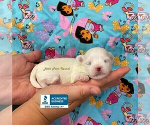 Maltese Puppy for sale in WINNSBORO, LA, USA