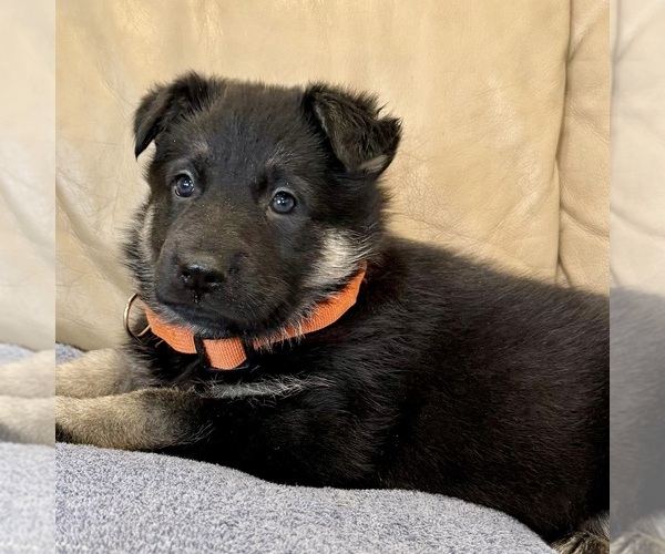 Medium Photo #40 German Shepherd Dog Puppy For Sale in BRIGHTON, CO, USA