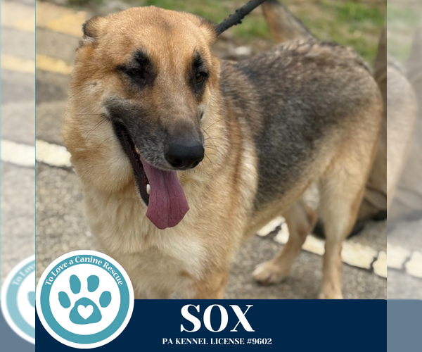 Medium Photo #4 German Shepherd Dog Puppy For Sale in Kimberton, PA, USA
