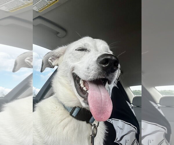 Medium Photo #3 Siberian Husky-Unknown Mix Puppy For Sale in Evansville, IN, USA