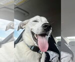 Small #2 Siberian Husky Mix