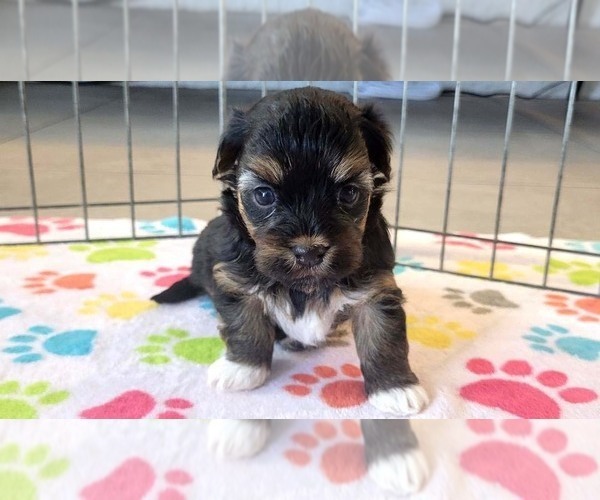 Medium Photo #1 Havanese Puppy For Sale in ORO VALLEY, AZ, USA