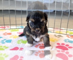 Havanese Puppy for sale in ORO VALLEY, AZ, USA