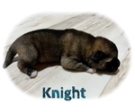 Small Photo #48 Akita Puppy For Sale in BUTLER, PA, USA