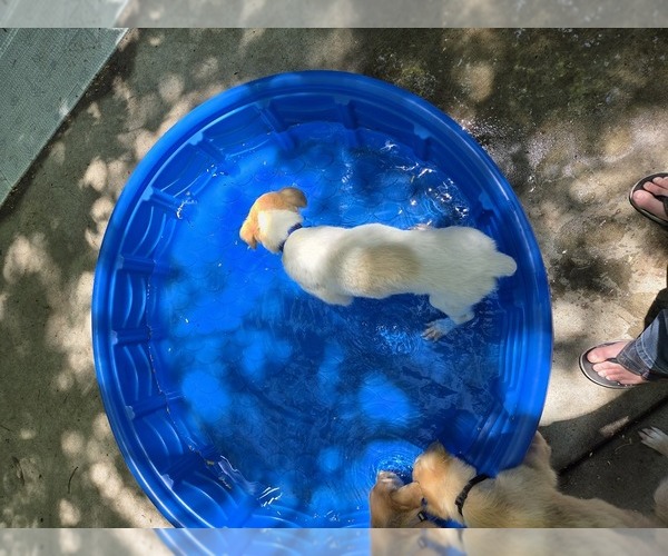 Medium Photo #3 Borzoi Puppy For Sale in YUCAIPA, CA, USA