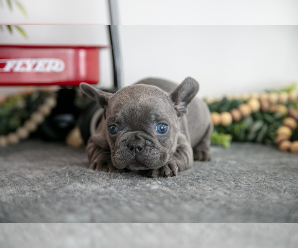 Medium Photo #4 French Bulldog Puppy For Sale in GOSHEN, IN, USA