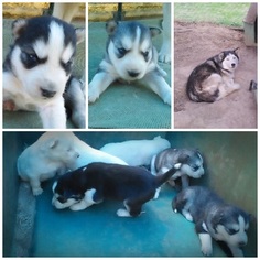 Siberian Husky Puppy for sale in ROSSVILLE, GA, USA
