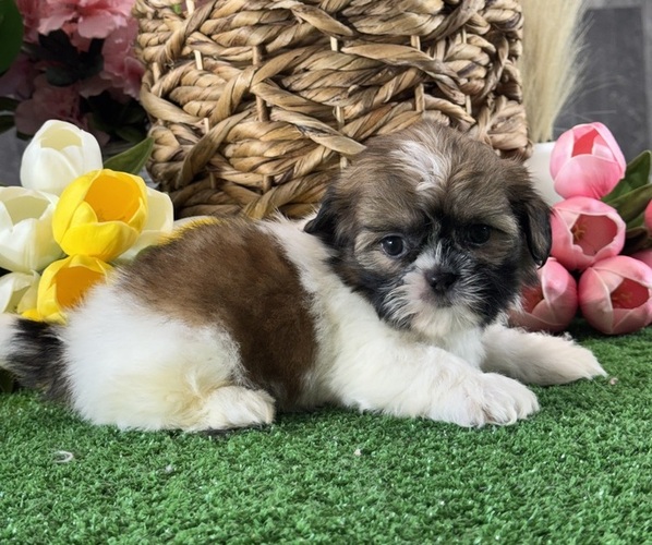 Medium Photo #1 Shih Tzu Puppy For Sale in CANOGA, NY, USA