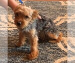 Small Photo #2 Yorkshire Terrier Puppy For Sale in CORRALES, NM, USA