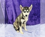 Small #2 Siberian Husky