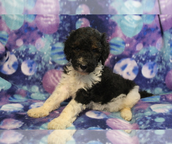 Medium Photo #2 Poodle (Standard) Puppy For Sale in JOICE, IA, USA