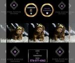 Small Photo #41 YorkiePoo Puppy For Sale in WARSAW, IN, USA