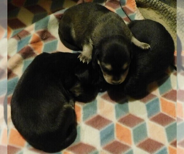 Medium Photo #7 Golden Labrador Puppy For Sale in MESA, CO, USA