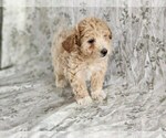 Small Photo #3 Bichpoo Puppy For Sale in GREENWOOD, WI, USA