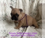 Small #2 French Bulldog