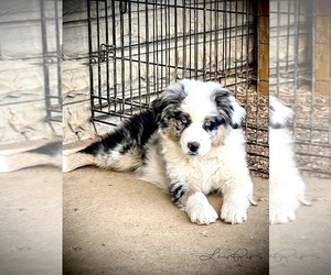 Australian Shepherd Puppy for sale in MICAVILLE, NC, USA