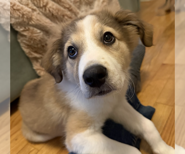 Medium Photo #2 Collie-Great Pyrenees Mix Puppy For Sale in Brooklyn, NY, USA