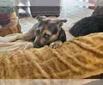 Small #3 Mutt