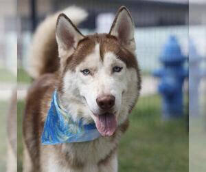 Siberian Husky-Unknown Mix Dogs for adoption in San Antonio, TX, USA