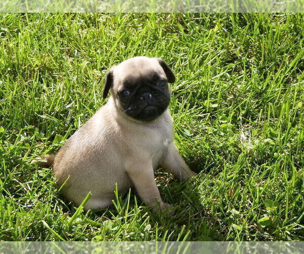 Medium Photo #4 Pug Puppy For Sale in NEW CASTLE, IN, USA
