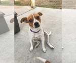 Small Photo #1 Jack Russell Terrier-Maltipoo Mix Puppy For Sale in ONTARIO, CA, USA
