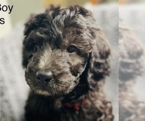 Medium Sheepadoodle