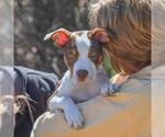 Small #18 Mutt