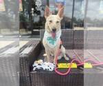 Small #1 Red Heeler Mix