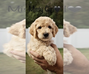 Goldendoodle-Poodle (Standard) Mix Puppy for sale in OKMULGEE, OK, USA